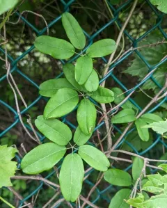 Five-leaf akebia thumbnail 3