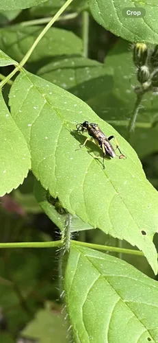 Macrophya alba
