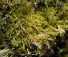 Rock Veilwort thumbnail 3