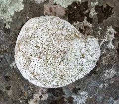 California Boring Sponge thumbnail 3