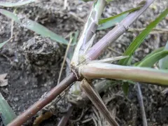 Bermuda grass thumbnail 1