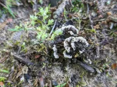 Thelephora americana thumbnail 2