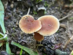 Gymnopus earleae thumbnail 4