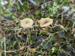 lined meadowcap thumbnail 2