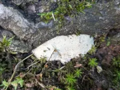 Perenniporia compacta thumbnail 4