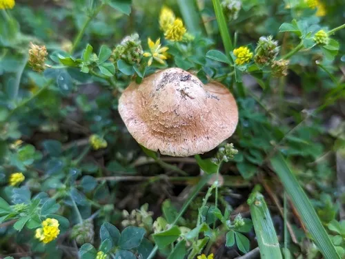 Rose-gilled Fibercap