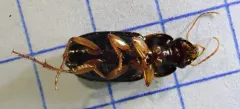 Selenophorus opalinus thumbnail 3
