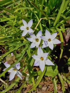 Spring starflower thumbnail 4