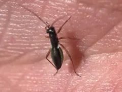 Pithanus maerkelii thumbnail 4