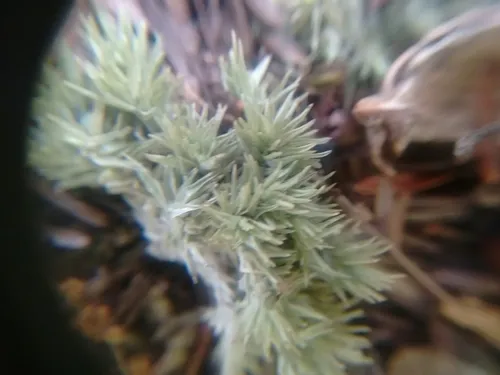 white moss