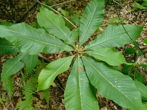 umbrella magnolia