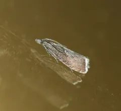 Sharp-winged Drill thumbnail 3