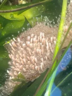 Orthopyxis compressa thumbnail 1