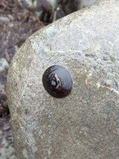 Chocolate Limpet thumbnail 2