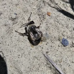 Bumblebee-like Digger Bee thumbnail 4