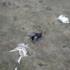 Shiny Blue Bottle Fly thumbnail 4