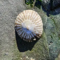 Plate Limpet thumbnail 3