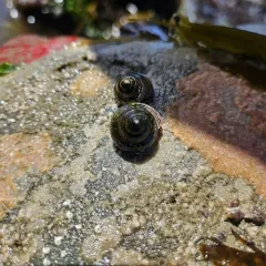 Blue-Ringed Top Snail thumbnail 4