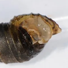Piedmont Elimia thumbnail 4