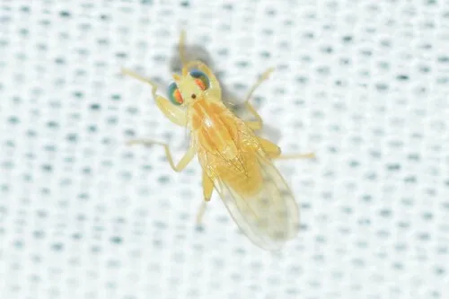 Chyromya femorella