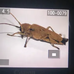 Linden Borer thumbnail 3