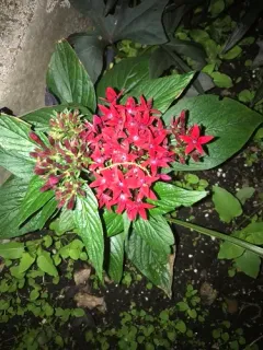 Egyptian Star-cluster thumbnail 2