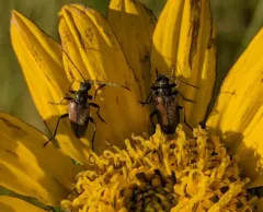 Brachysomida californica thumbnail 4