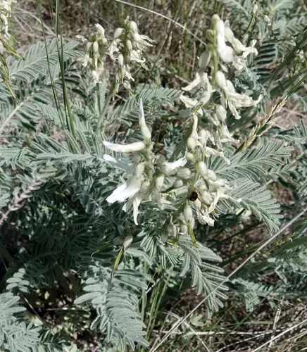 Drummond's Milkvetch