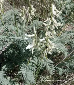 Drummond's Milkvetch thumbnail 1