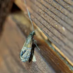 Ridings' Fairy Moth thumbnail 3