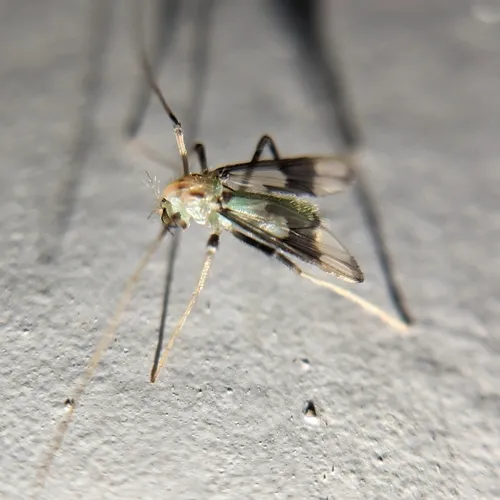 Stenochironomus woodi