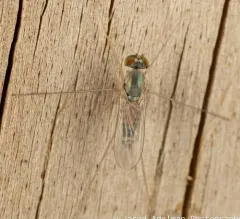 Dactylomyia lateralis thumbnail 4