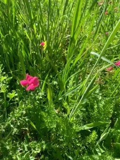 Grass Vetchling thumbnail 2