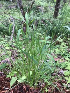 sitka brome thumbnail 3