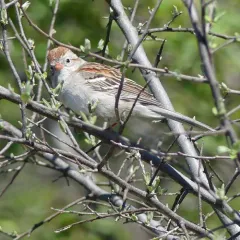 Field Sparrow thumbnail 4