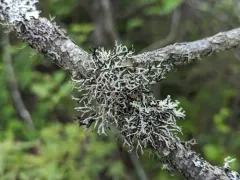 Powder-tipped Antler Lichen thumbnail 2