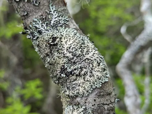 Old Hairy-spined Loop