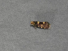 Raspberry Moth thumbnail 4