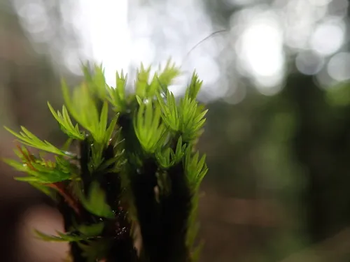 Large-leaved Pocket Moss
