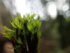 Large-leaved Pocket Moss thumbnail 1