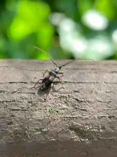 Dicentrus bluthneri thumbnail 3