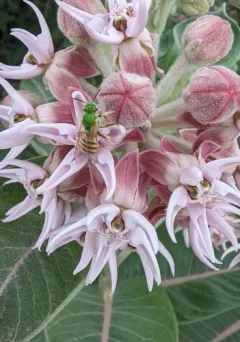 Honey-tailed Striped Sweat Bee thumbnail 2