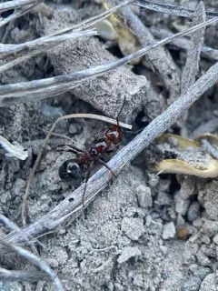 Dakota Mound Ant thumbnail 2