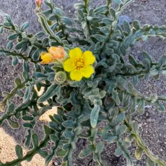 tansyleaf evening primrose thumbnail 3