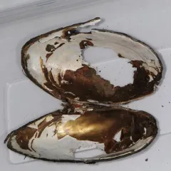 Alewife Floater thumbnail 3