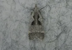 Hairy Dichomeris Moth thumbnail 3