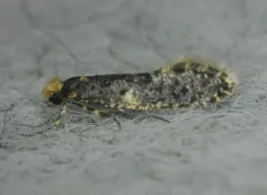 Carrion Moth thumbnail 4