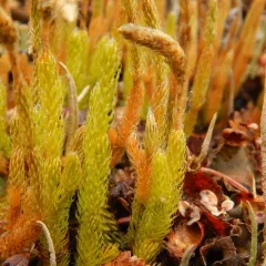 arctic stag's-horn clubmoss thumbnail 1