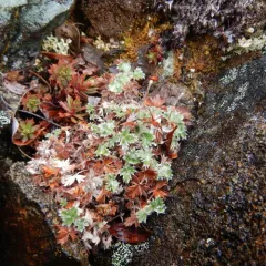 High Arctic Cinquefoil thumbnail 2
