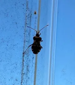 Centrocoris variegatus thumbnail 2